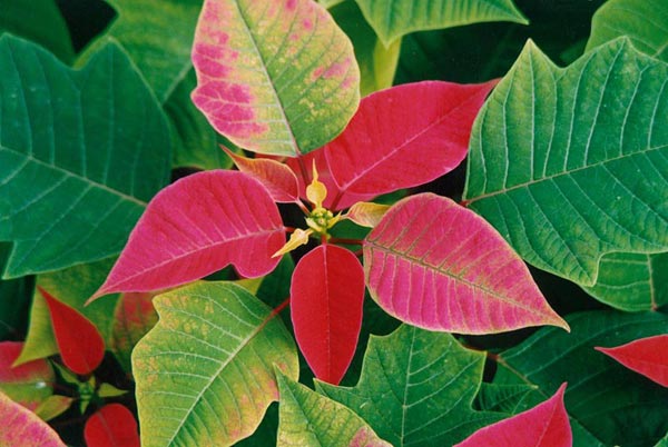poinsettia
